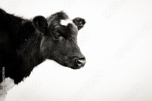 Black and white of a cow’s head