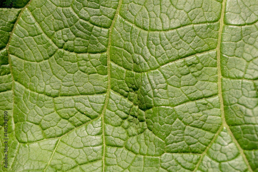 green leaf of burdock close-up green leaf of burdock close-up