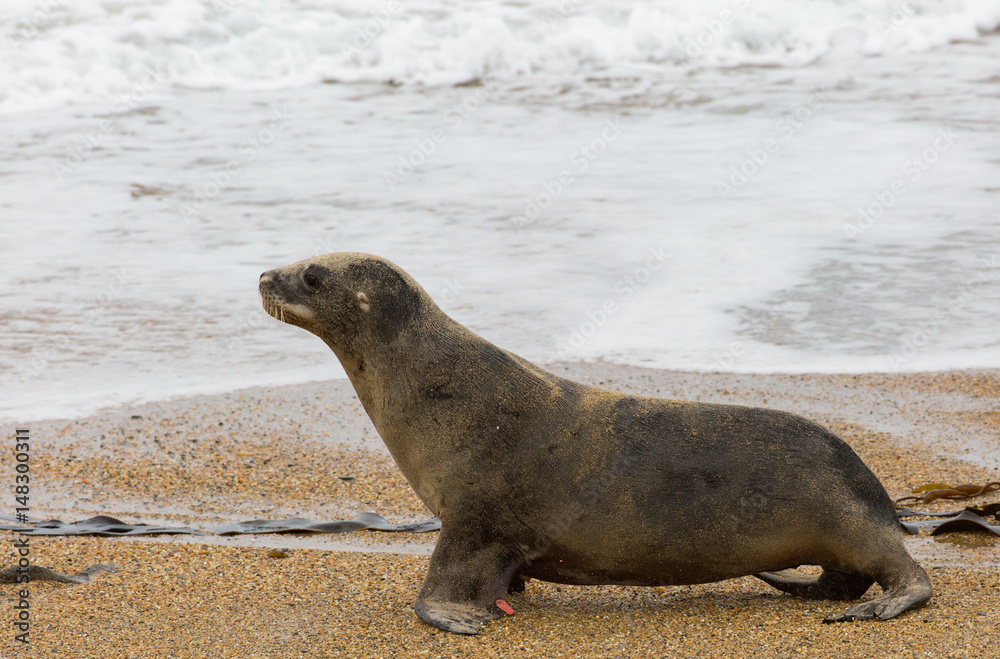 Fototapeta premium Seelöwe Strand von Neuseeland