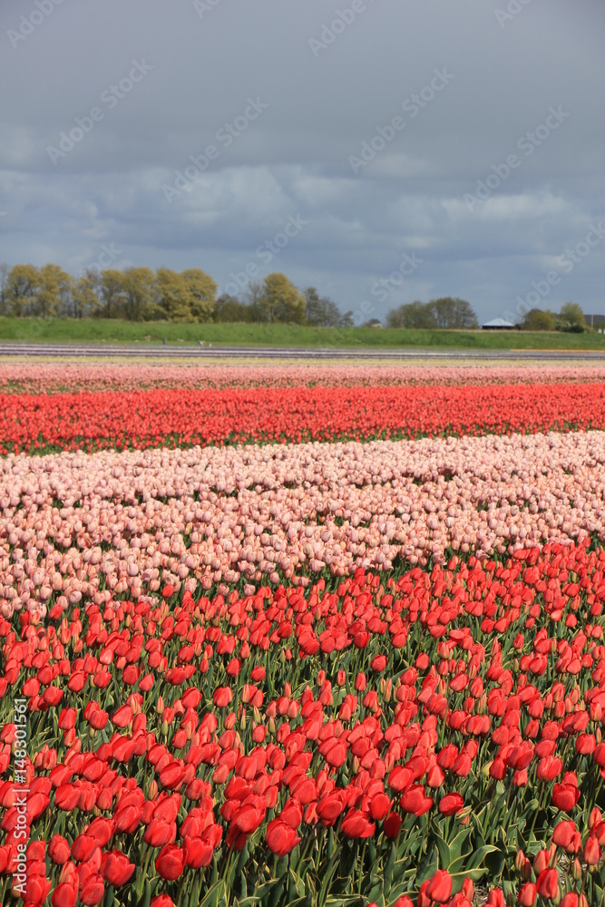 Tulips in a field