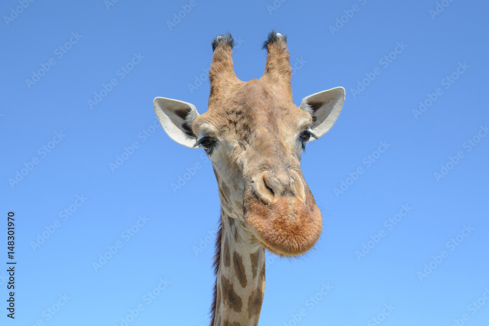 Fototapeta premium Giraffe in the city zoo