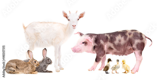 Group of farm animals isolated on white background