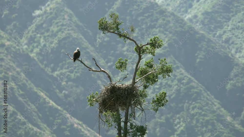 Bald Eagle resting by nest in Sang Gabriel National Monument California USA