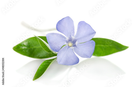 Beautiful blue flower periwinkle on white background © Soyka