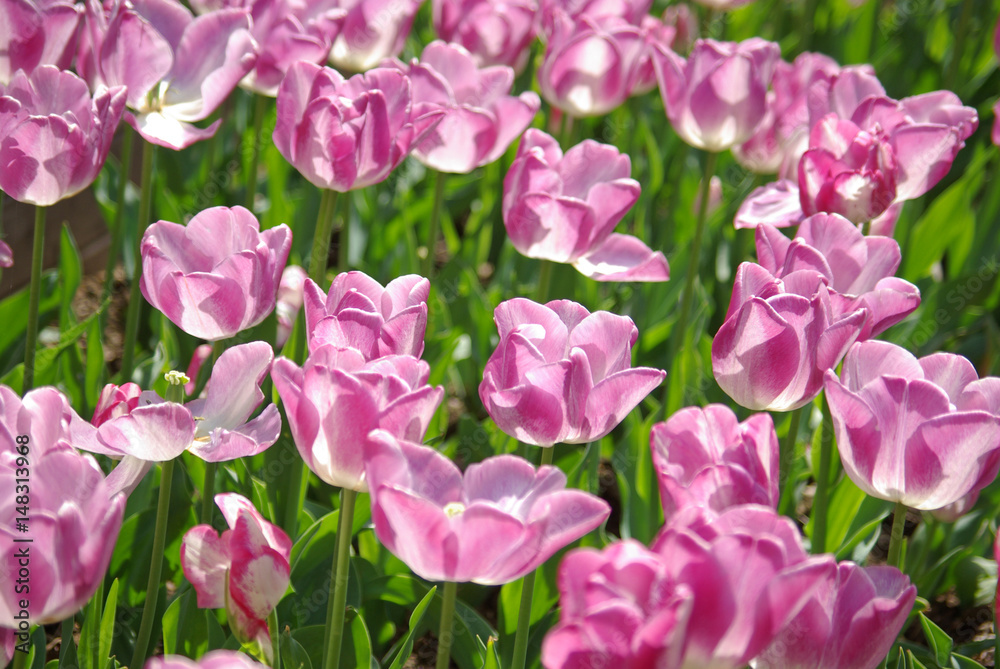 Tulipes violettes au printemps au jardin Tulipes violettes au printemps au jardin