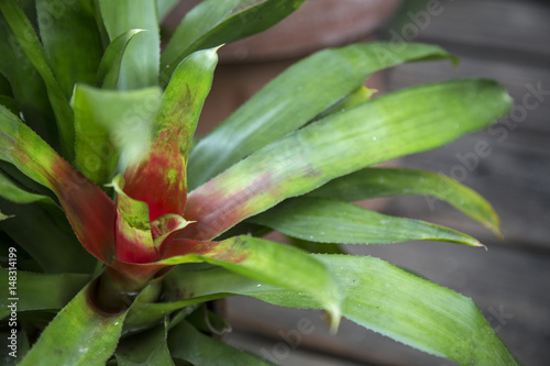 Close Up View Green and Red Bromeliad Tropical Plant, Vibrant Green Leaves, Shallow Depth of Field, Background Backdrop Use with Text Copy Space Overlay - Spring, Daytime Oregon (HDR Image)