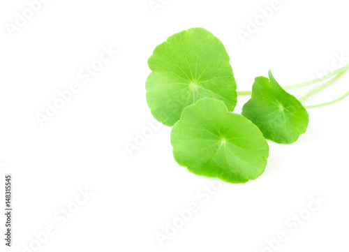 Gotu kola's leafs on white background