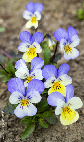 Flowers violets. Wood violets flowers close up. viola odorata. Violets in the wild