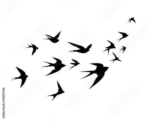 A flock of swallow birds go up photo