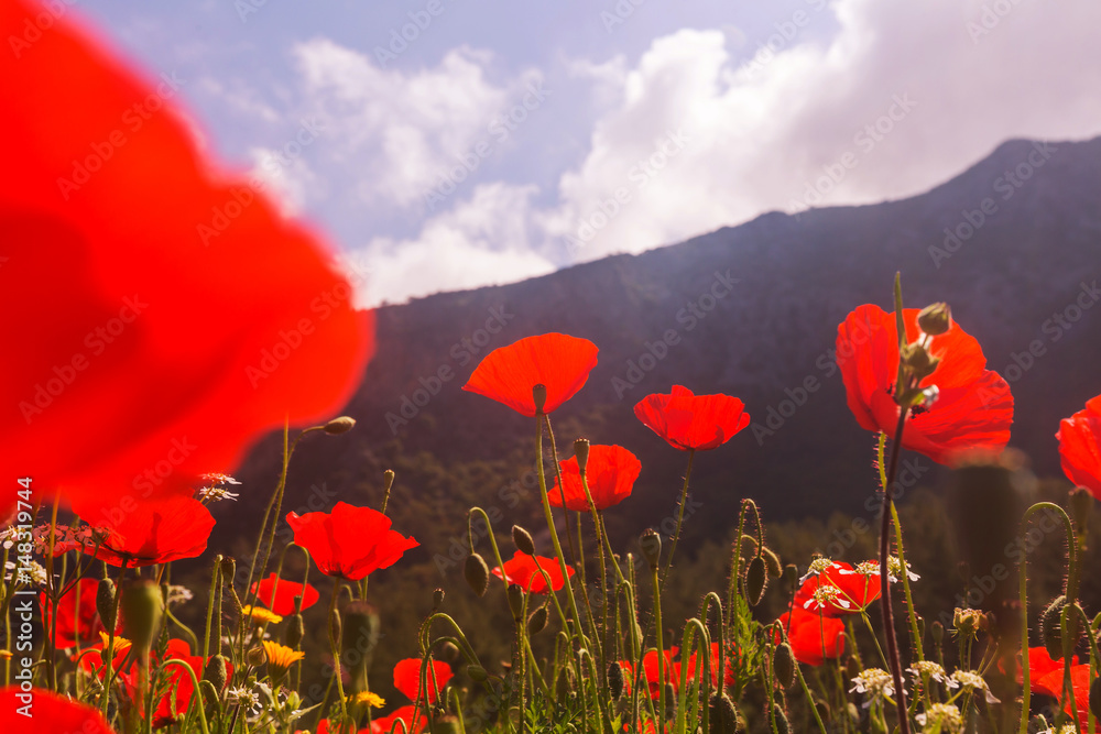 Fototapeta premium Poppy
