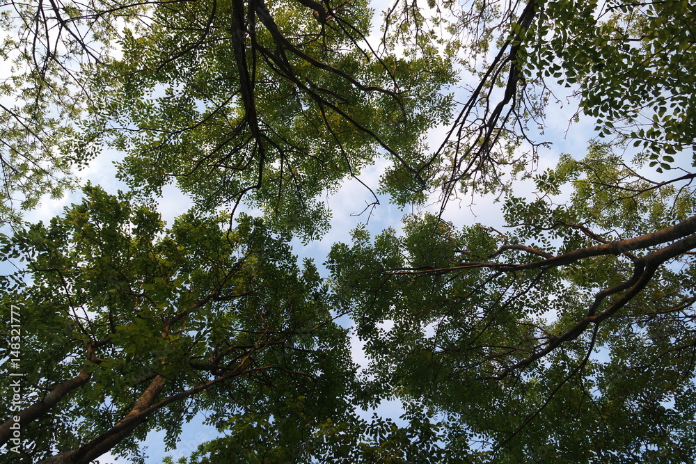 Tops of trees Tops of trees