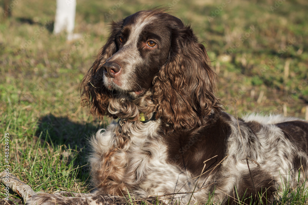 Brown spotted russian spaniel lays on the green grass Brown spotted russian spaniel lays on the green grass