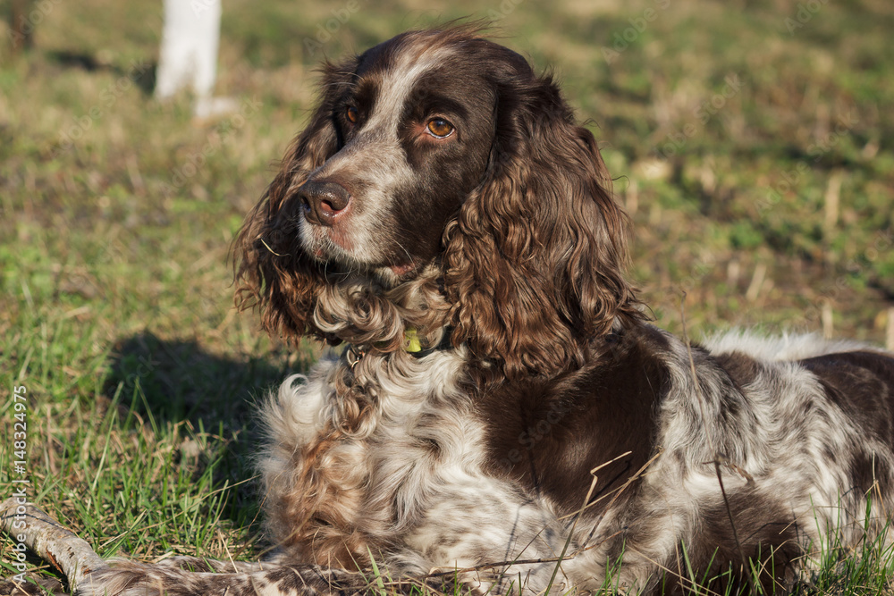 Brown spotted russian spaniel lays on the green grass