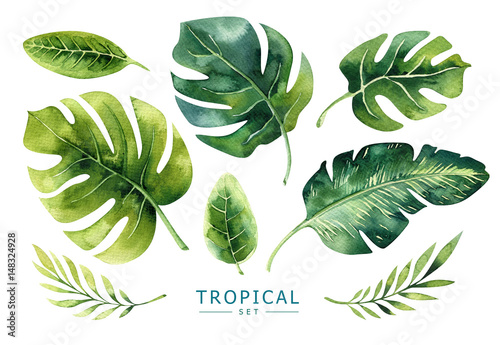 Hand drawn watercolor tropical plants set. Exotic palm leaves, j