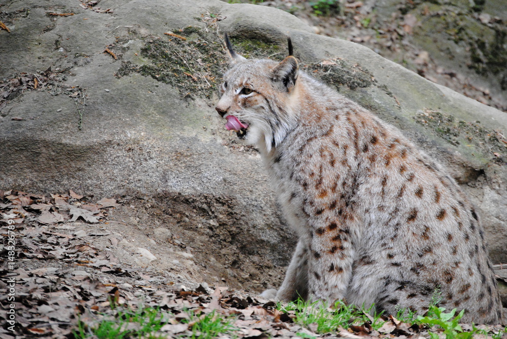 Obraz premium Lynx