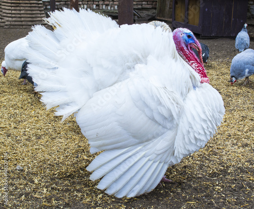 White turkey. turkey in the barnyard. turkey on a farm
