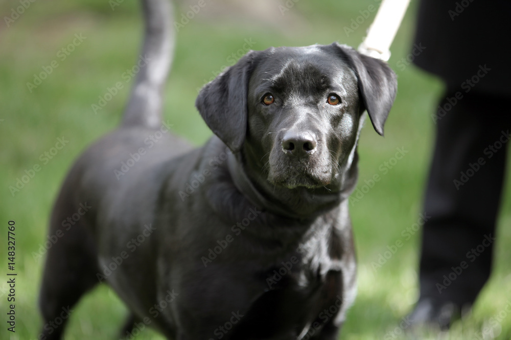 Cane al guinzagio