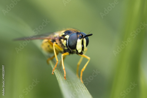 Chrysotoxum cautum hoverfly head on. Large and boldly coloured wasp mimic in the family Syrphidae, at rest on grass