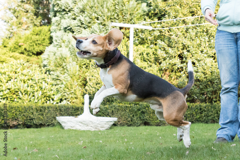 running beagle in a garden running beagle in a garden