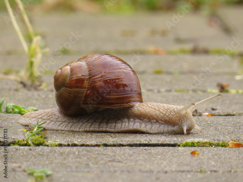 Schnecke