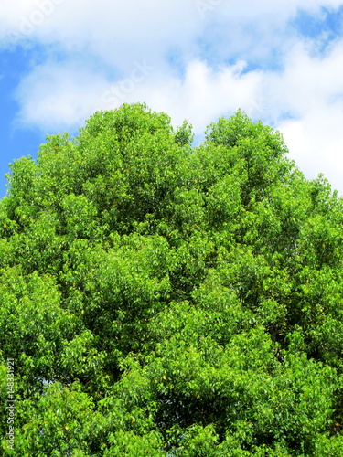 新緑の木と青空