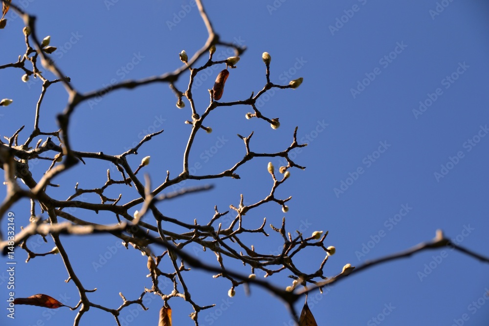 Naked branch Naked branch