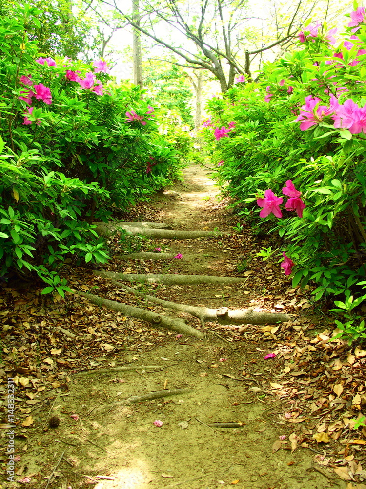 Obraz premium ツツジ咲く公園の細道