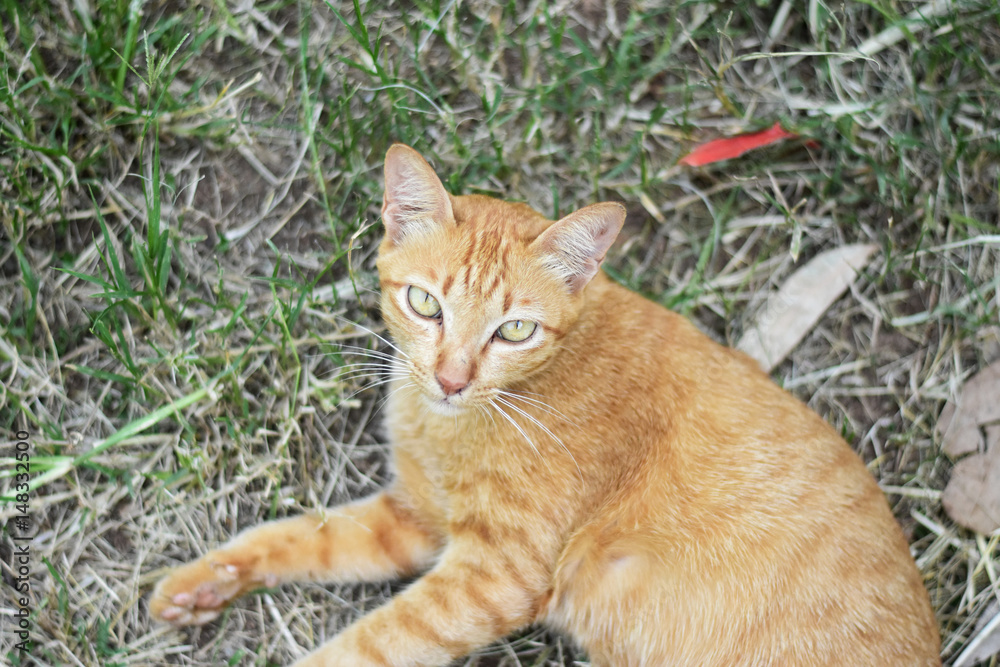 Closeup of brown cat in the green grass.