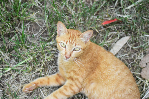 Closeup of brown cat in the green grass.