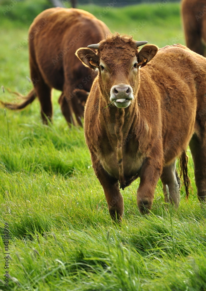 Fototapeta premium Veaux dans la prairie 
