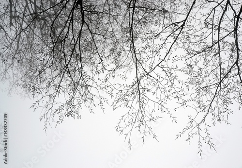 Tree branches in the fog