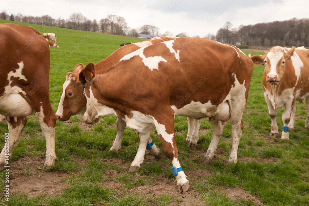 cows on a meadow