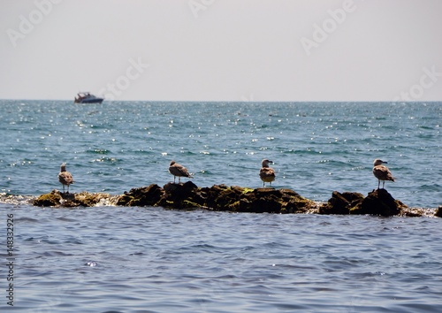 Gulls on rocks in the sea