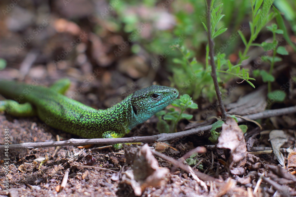 Lizard in the woods Lizard in the woods