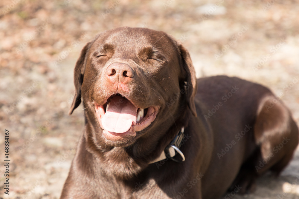 Fototapeta premium Labrador lying in a forest
