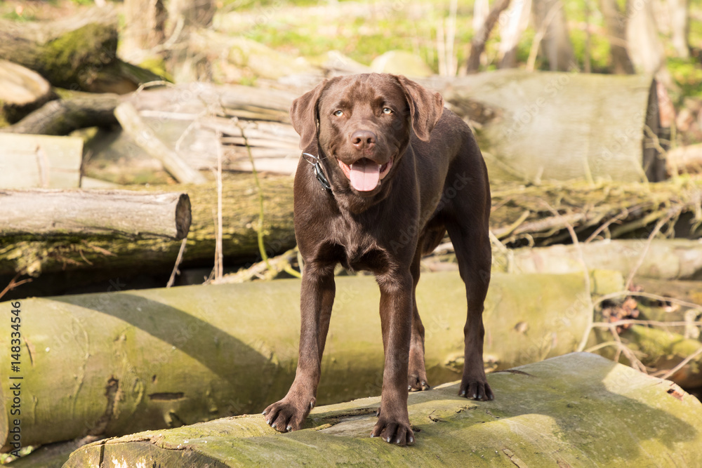 Fototapeta premium Labrador is jumping in a forest