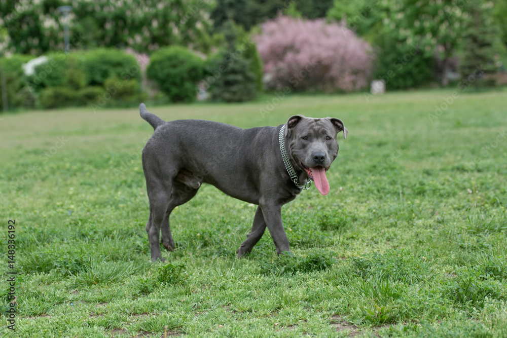 Pitbull terrier running on the grass. Selective focus on the dog Pitbull terrier running on the grass. Selective focus on the dog