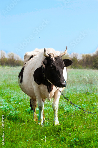 Black and white cow grazes on a meadow in the village