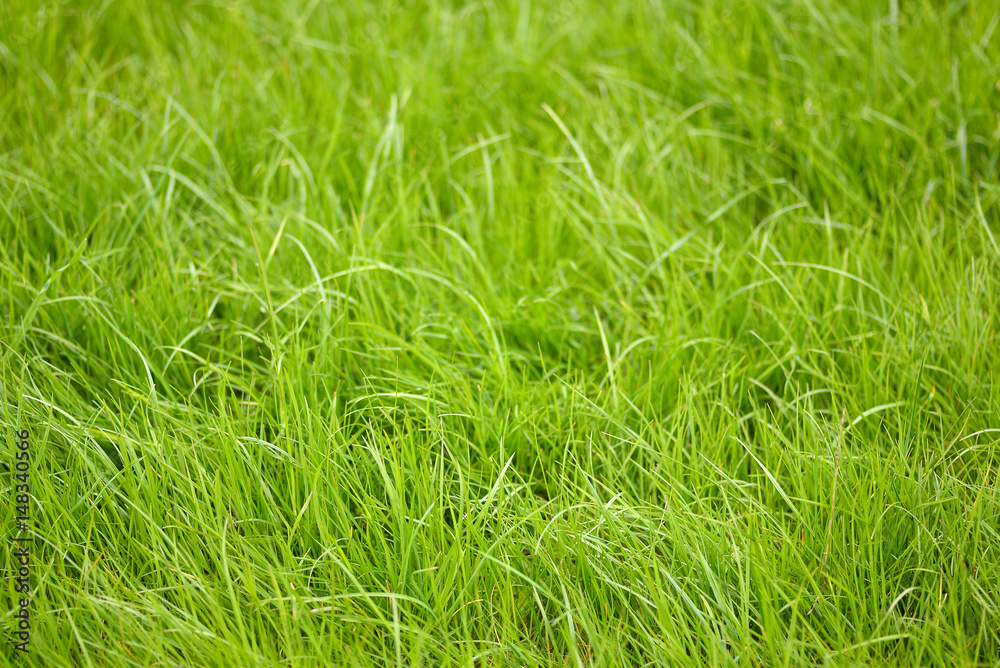 Close-up image of fresh spring green grass. Green grass photo background or texture. Beautiful bright field of green grass. Element of design. Natural background. Close-up image of fresh spring green grass. Green grass photo background or texture. Beautiful bright field of green grass. Element of design. Natural background.
