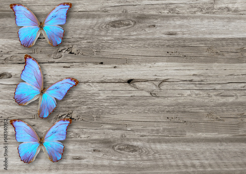 blue butterfly on  wood background