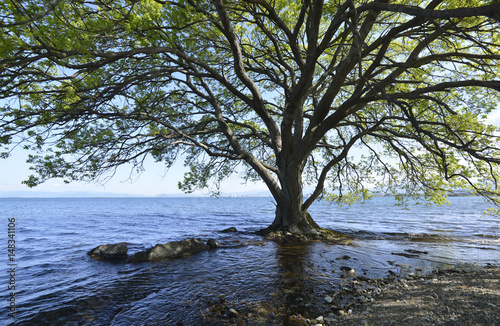 湖畔の木