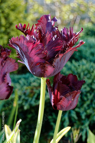 Tulipe noire rare