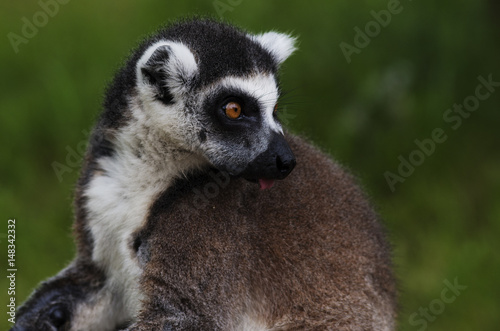 Tailed lemur © Jana