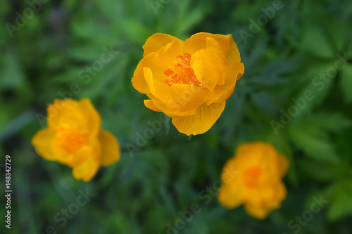 Yellow flower. Close-up with selective focus and blurred green background.