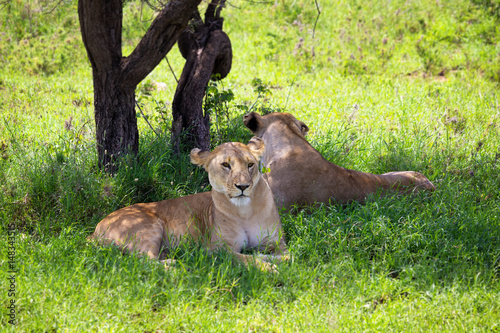 Lions lying at grass