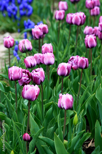 Blooming tulips in springtime