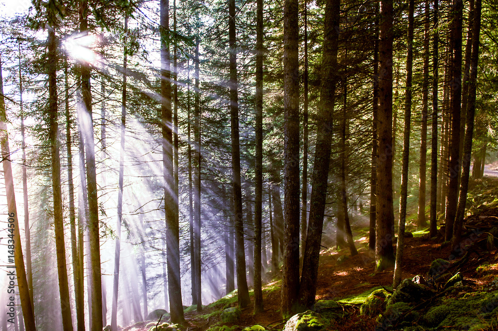 Fototapeta premium Luce radente nel bosco
