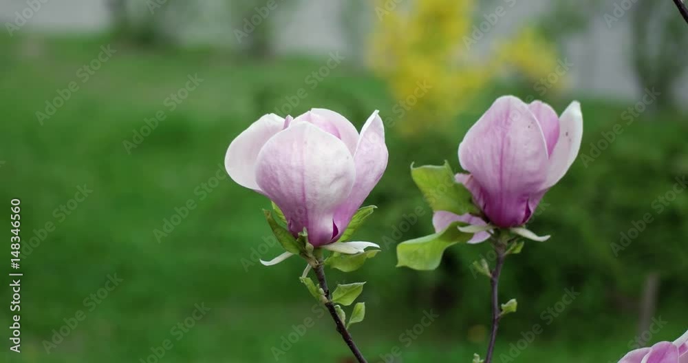 Pink Magnolia x Soulangeana Flowers During a Sunny Springtime Day in the Park Pink Magnolia x Soulangeana Flowers During a Sunny Springtime Day in the Park