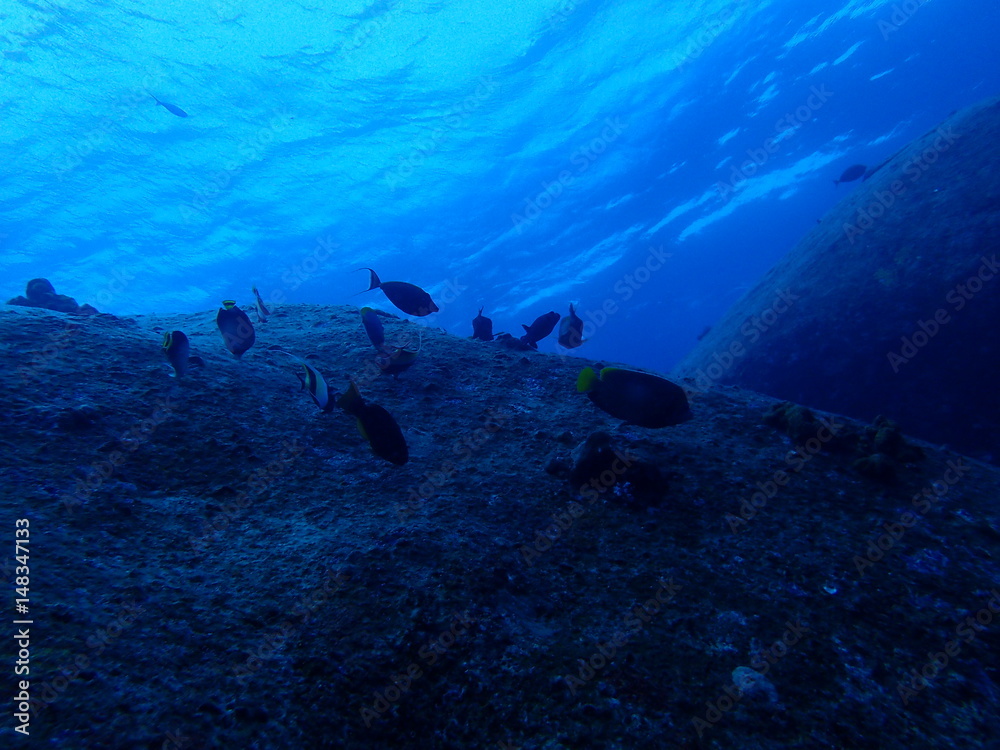 Fototapeta premium 海中の岩景色