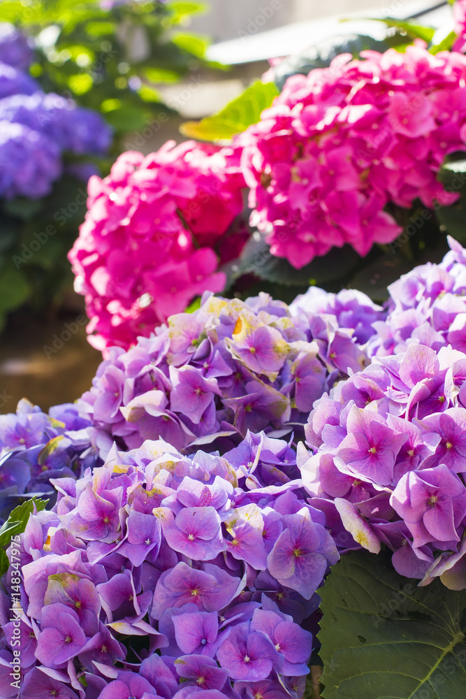 background pink beautiful and purple hydrangea flowers in a pot on a city street in Riga background pink beautiful and purple hydrangea flowers in a pot on a city street in Riga